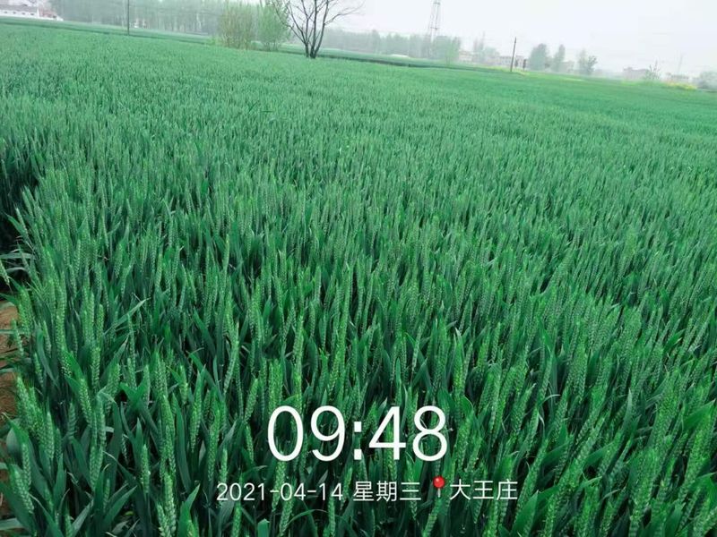 安徽臨泉，苑豐12，大田表現(xiàn)