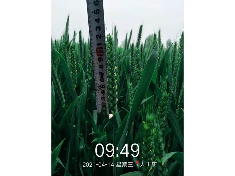 安徽臨泉，苑豐12，大田表現(xiàn)